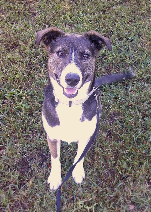 Enlarge CECE, a Adoptable mixed breed in Pegram, TN image 5/6