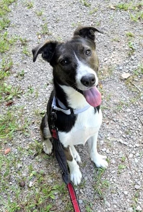 Enlarge CECE, a Adoptable mixed breed in Pegram, TN image 2/5