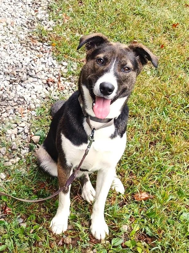 Enlarge CECE, a Adoptable mixed breed in Pegram, TN image 3/6