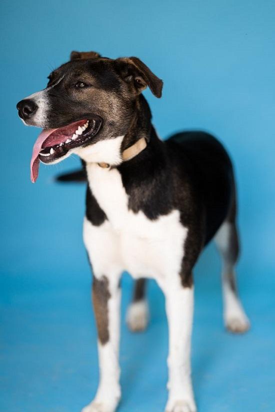 CECE, Adoptable, Young Female Hound & Labrador Retriever.
