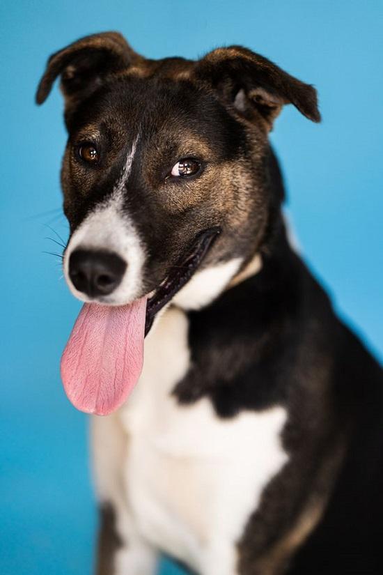 Enlarge CECE, a Adoptable mixed breed in Pegram, TN image 3/5