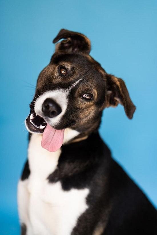 Enlarge CECE, a Adoptable mixed breed in Pegram, TN image 5/5