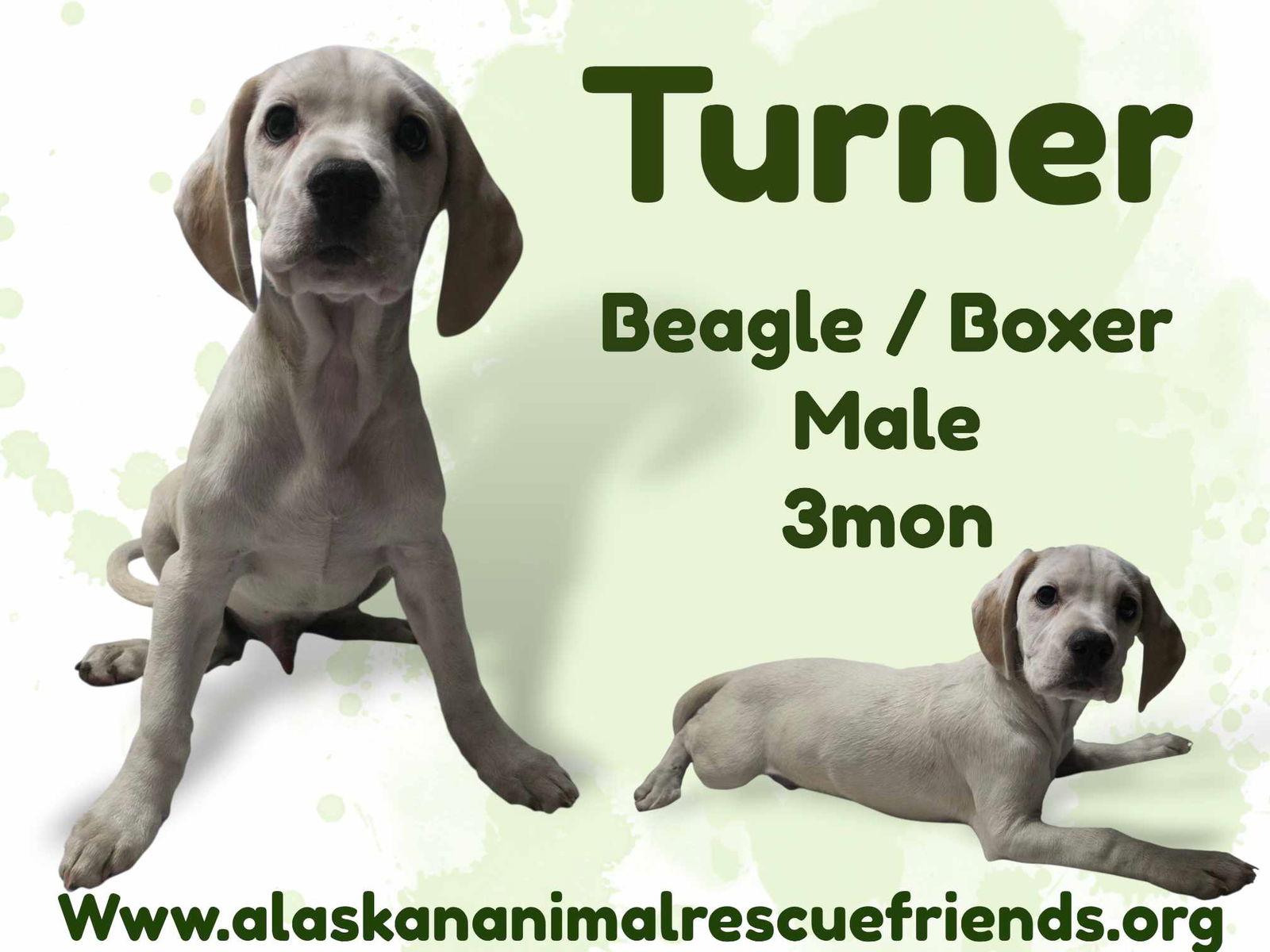 Turner, Adoptable, Puppy Male Beagle & Boxer.