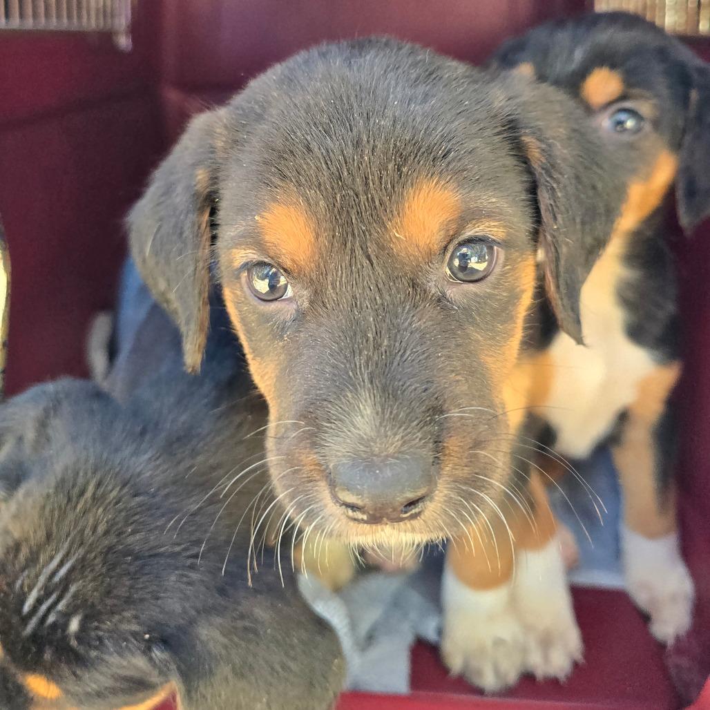 Jonathan, Adoptable, Puppy Male Mixed Breed.