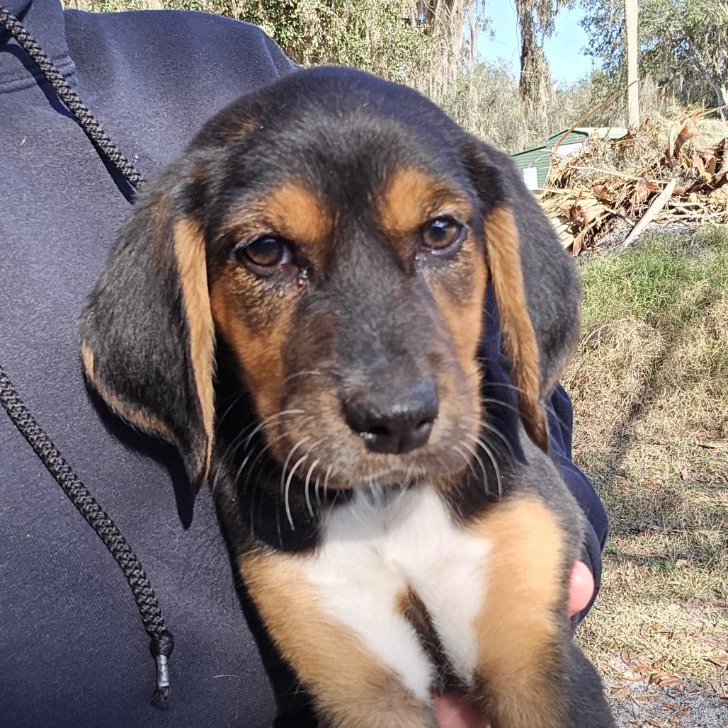 Enlarge Jonathan, a Adoptable Mixed Breed in Williston, FL image 2/2