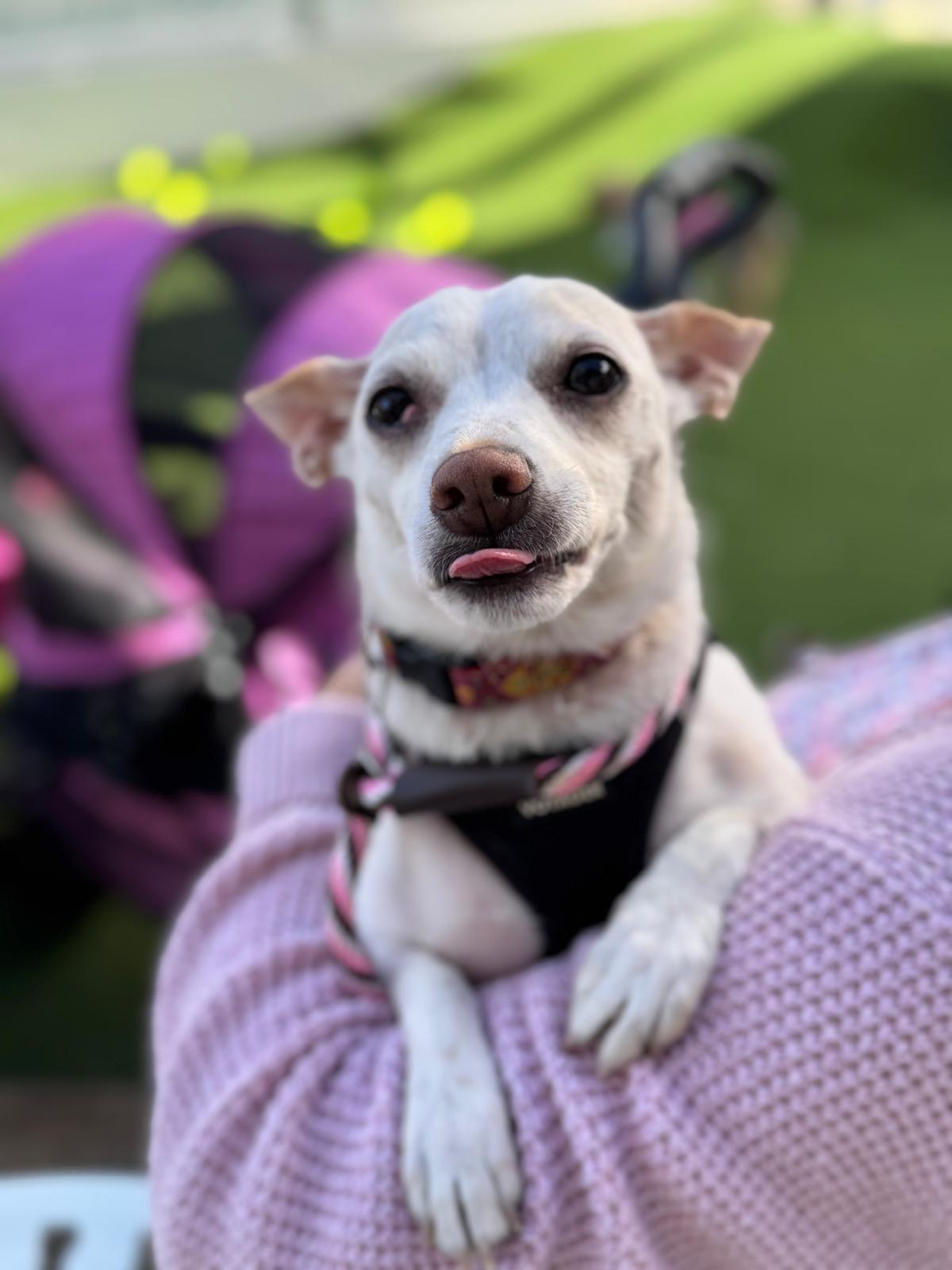 Enlarge Danny, a ADOPTABLE Chihuahua in Los Angeles, CA image 2/6