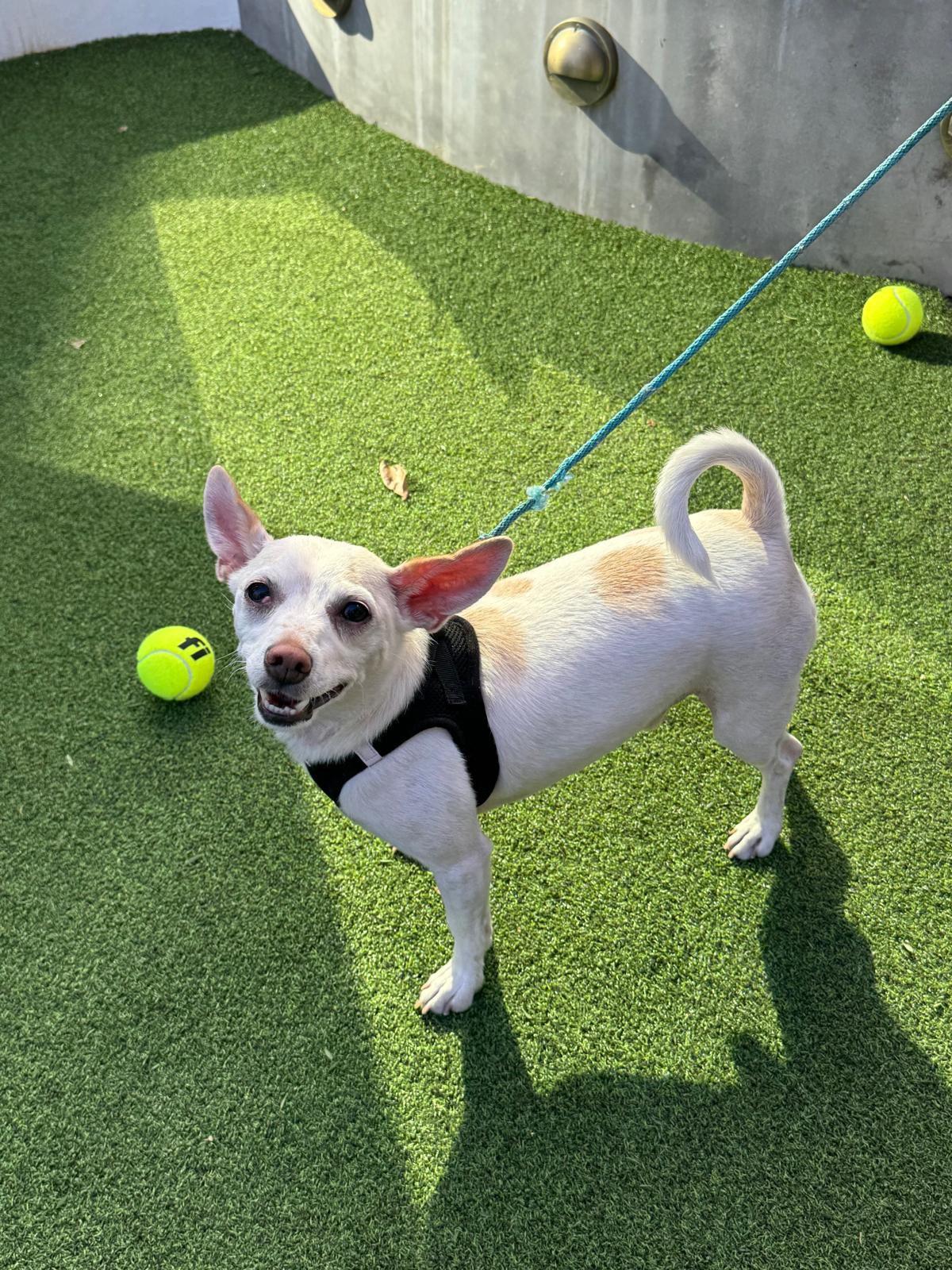 Enlarge Danny, a ADOPTABLE Chihuahua in Los Angeles, CA image 4/6