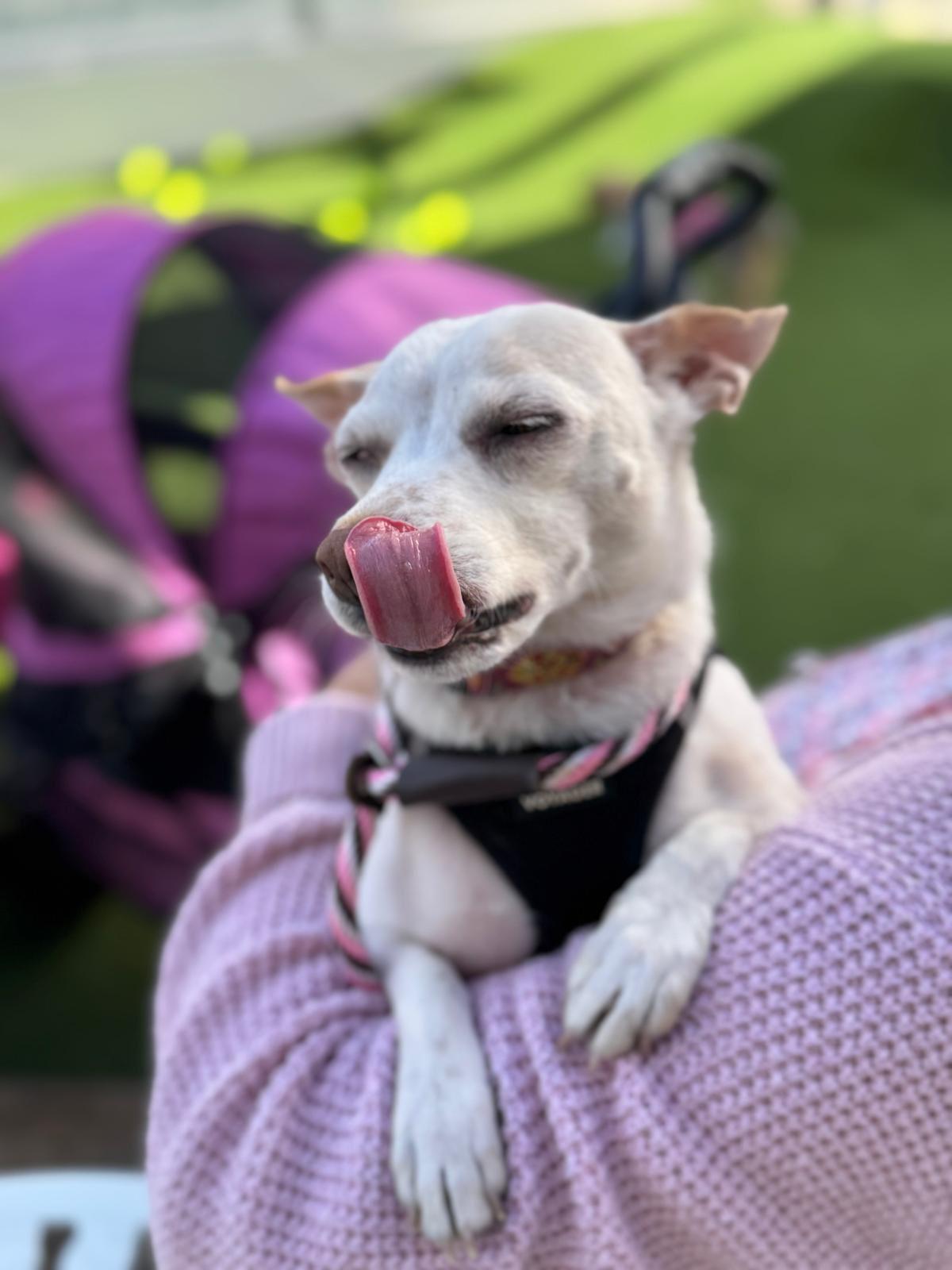 Enlarge Danny, a ADOPTABLE Chihuahua in Los Angeles, CA image 5/6