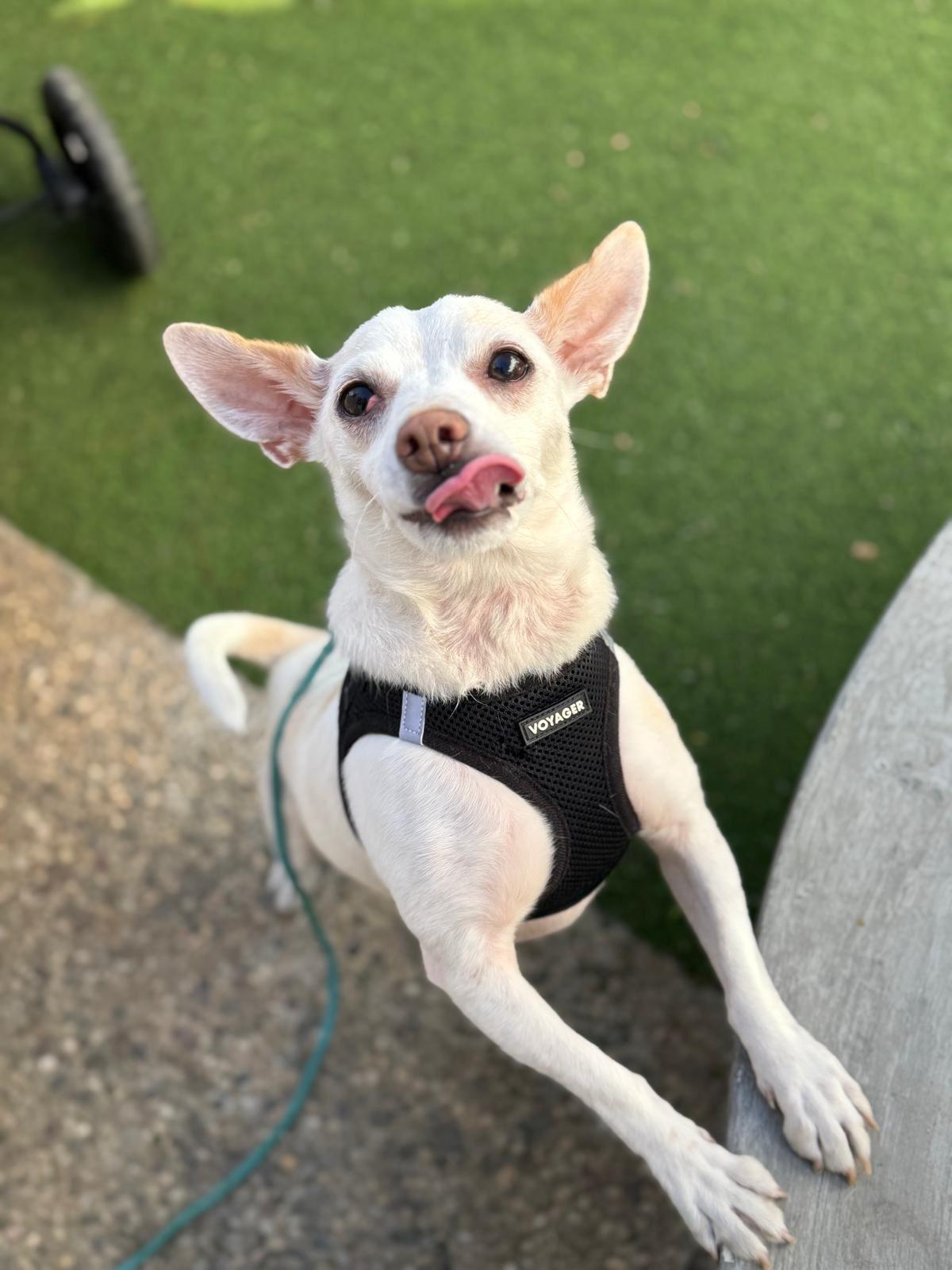 Enlarge Danny, a ADOPTABLE Chihuahua in Los Angeles, CA image 3/6