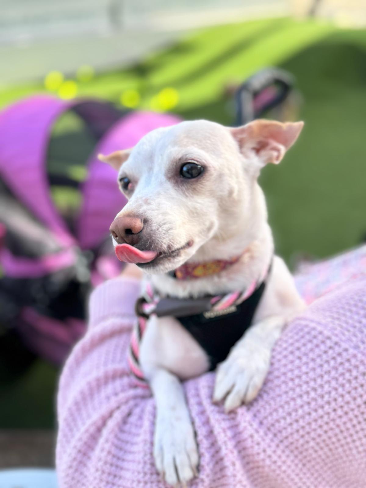 Enlarge Danny, a ADOPTABLE Chihuahua in Los Angeles, CA image 1/6