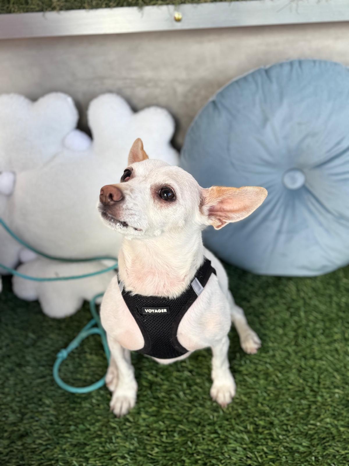 Enlarge Danny, a ADOPTABLE Chihuahua in Los Angeles, CA image 6/6