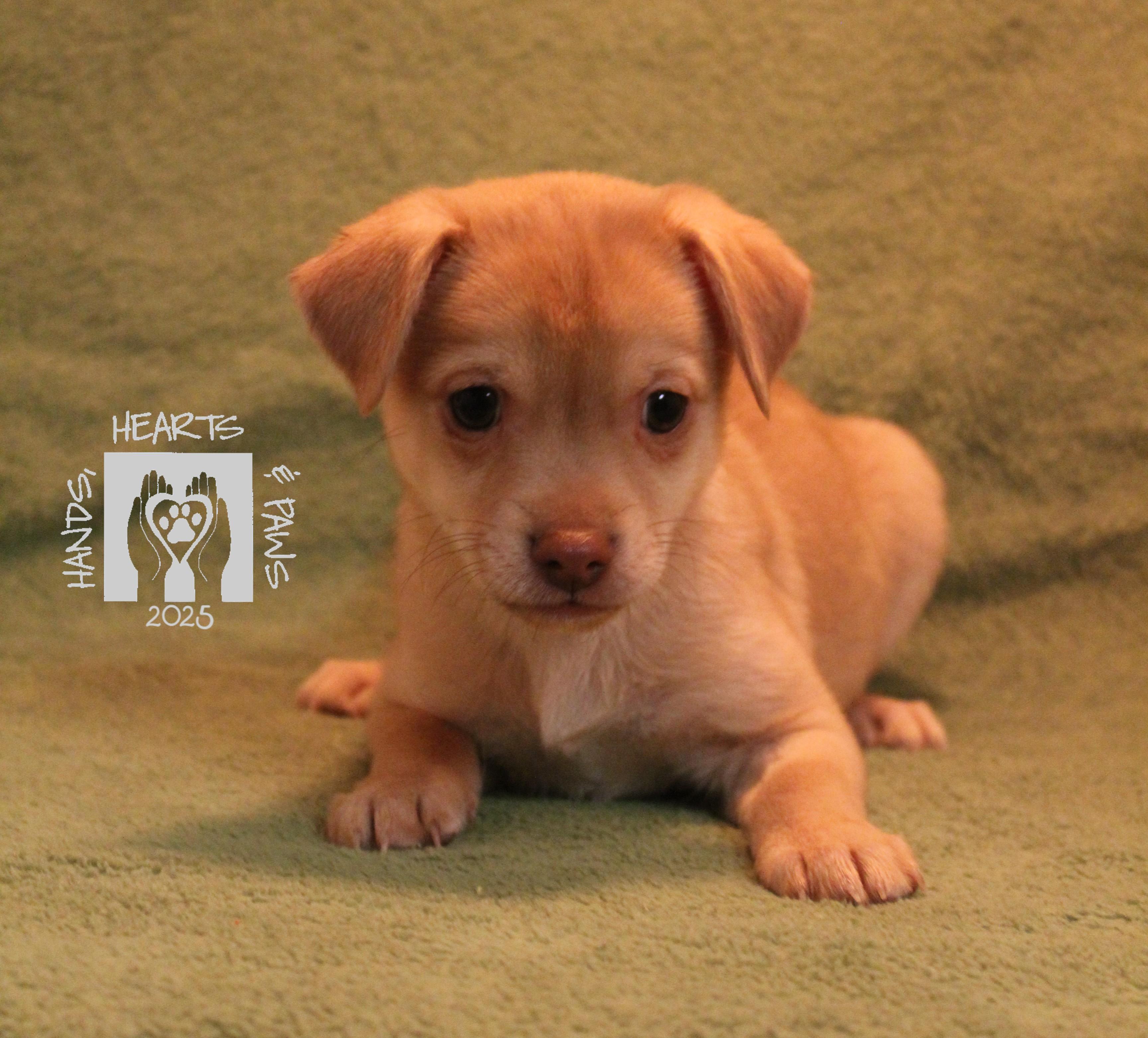 Wrecks, a Adoptable mixed breed in Omaha, NE image 1/5