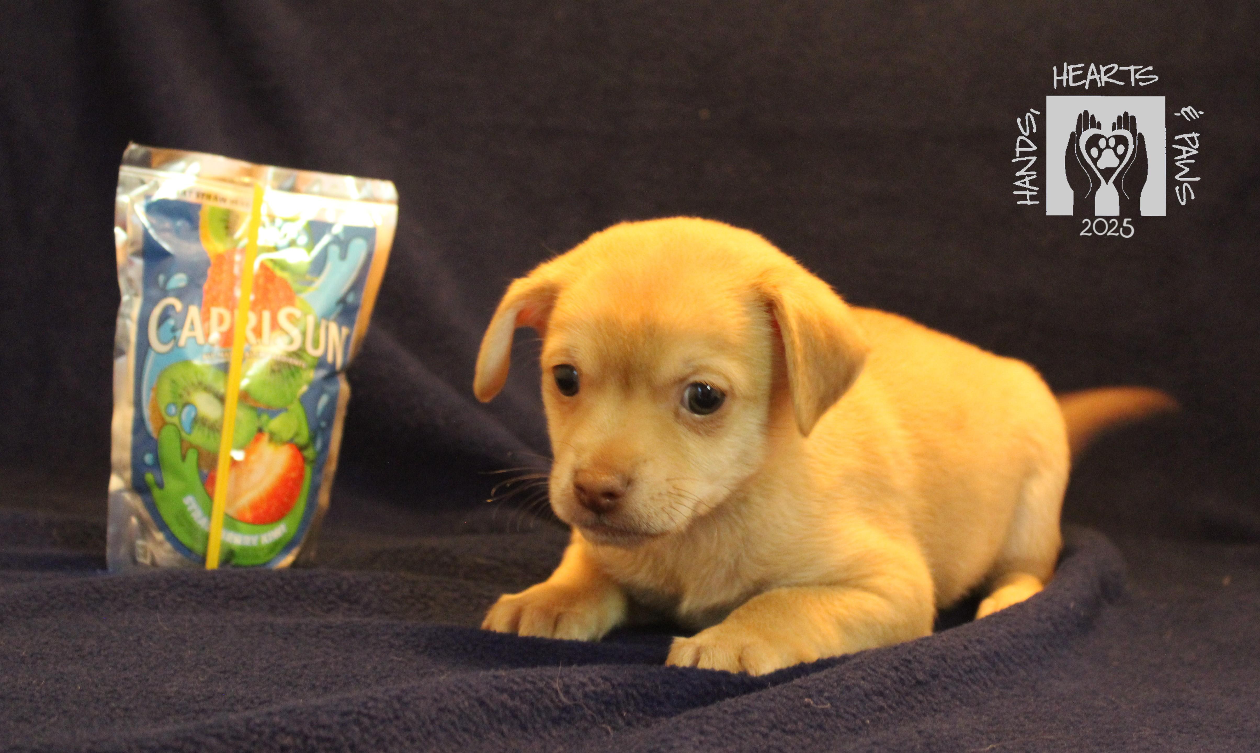 Wrecks, Adoptable, Puppy Male Chihuahua.