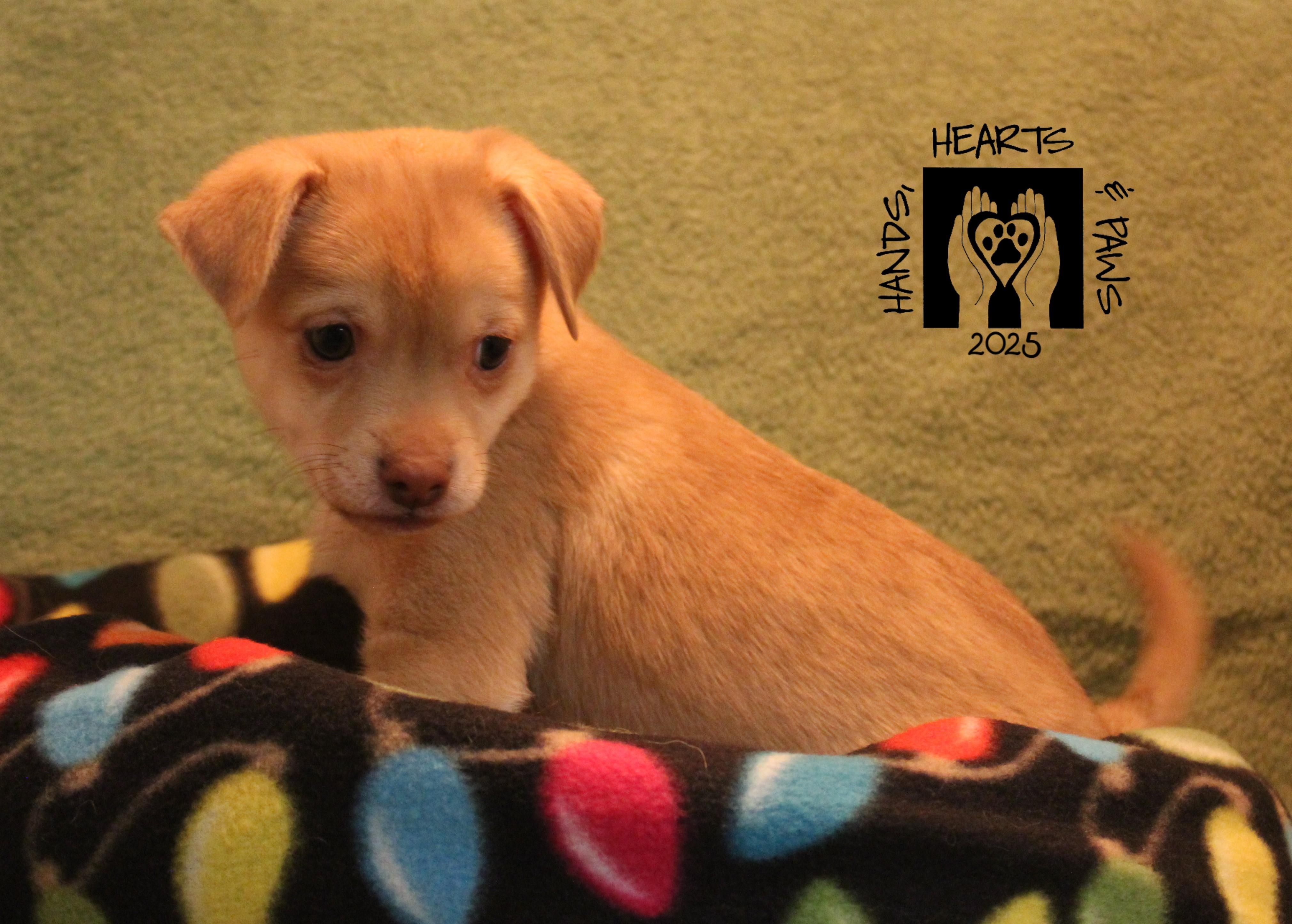 Wrecks, a Adoptable mixed breed in Omaha, NE image 3/5
