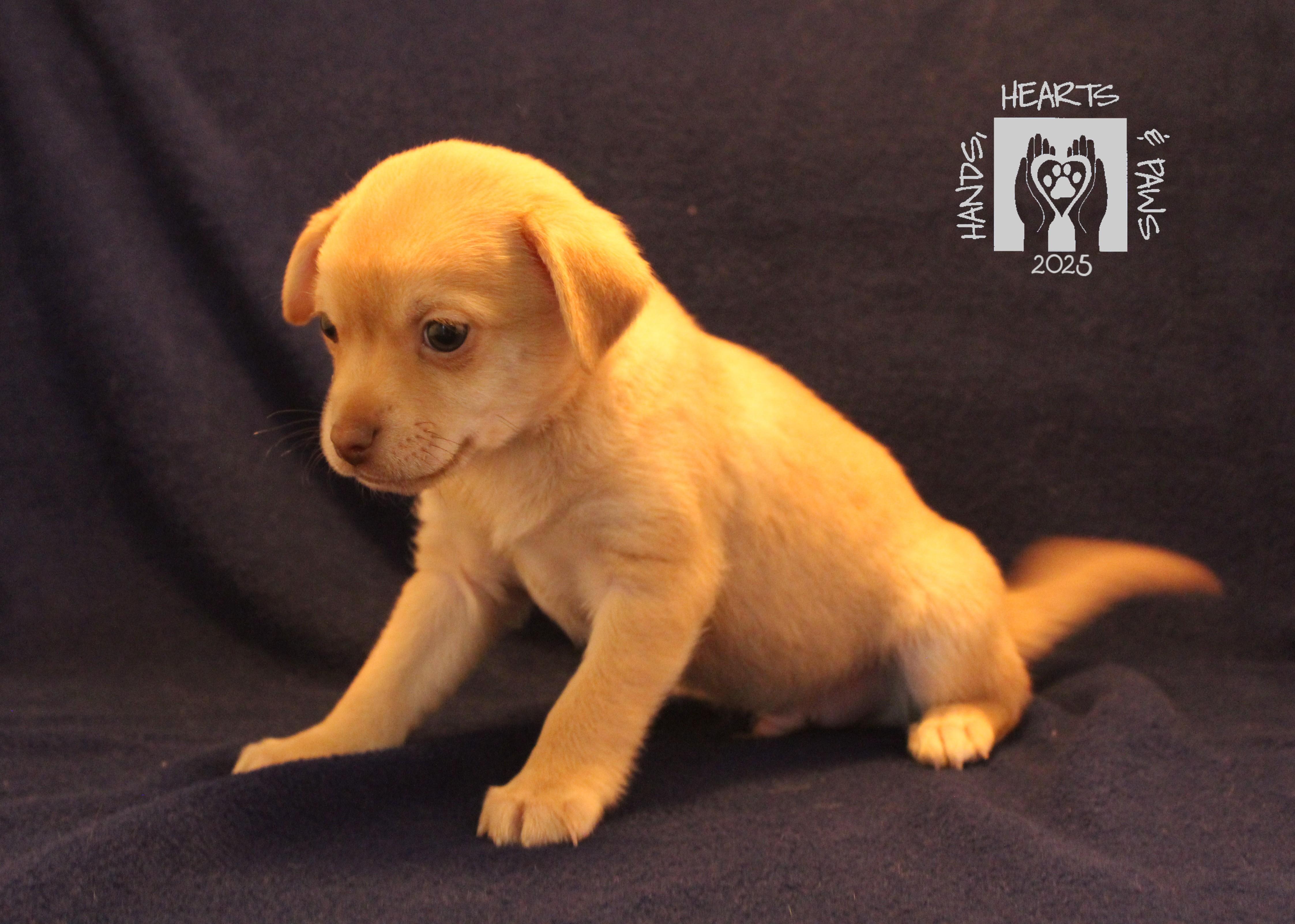 Wrecks, a Adoptable mixed breed in Omaha, NE image 5/5