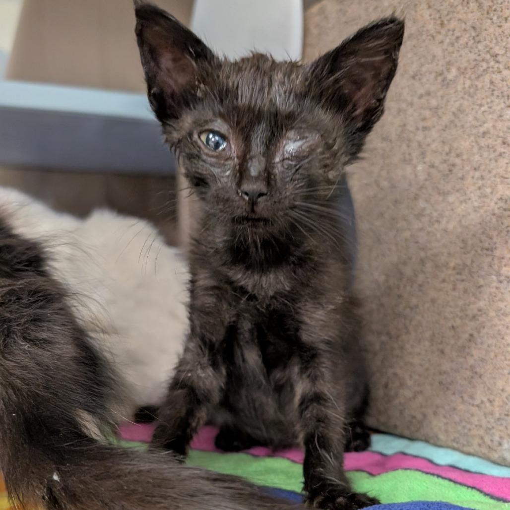 Enlarge GS Cat 4 / Lee, a Adoptable Domestic Short Hair in Buchanan Dam, TX image 1/2