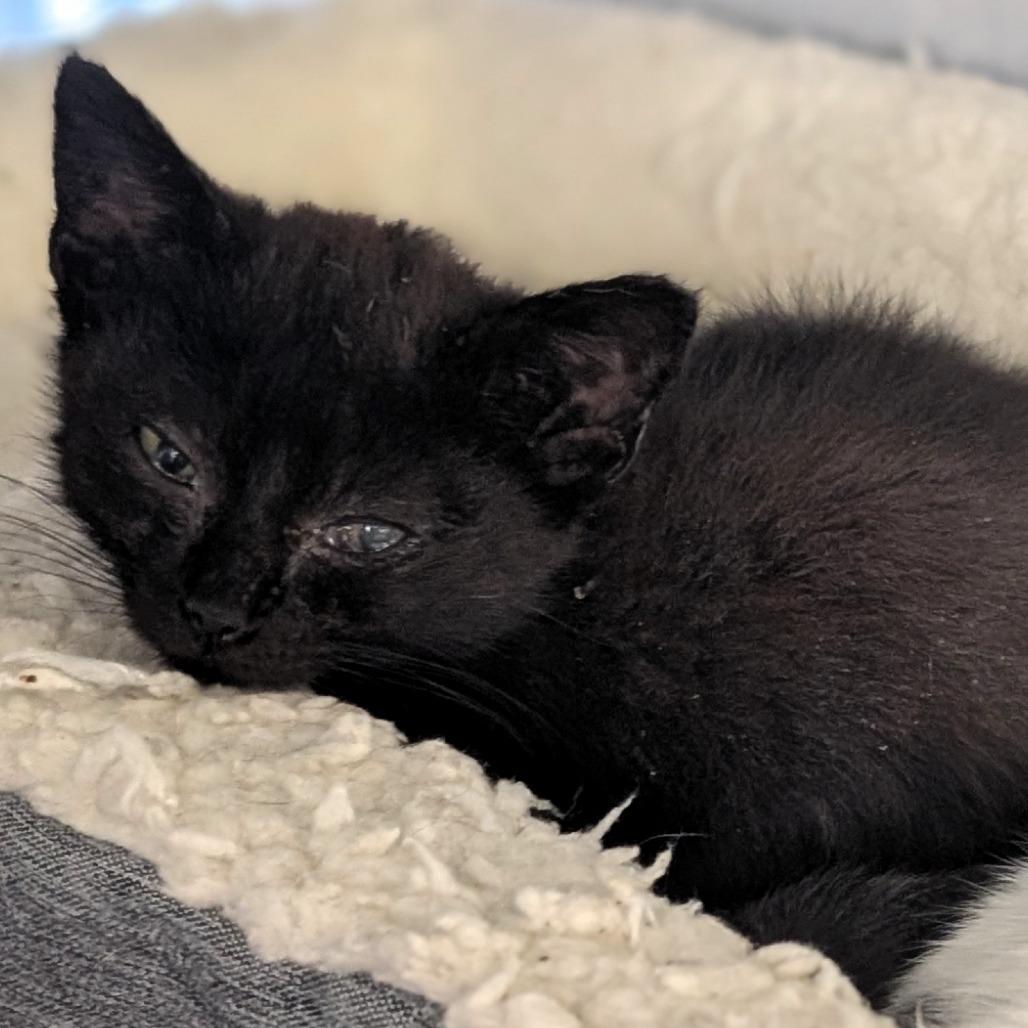 Enlarge GS Cat 4 / Lee, a Adoptable Domestic Short Hair in Buchanan Dam, TX image 2/2