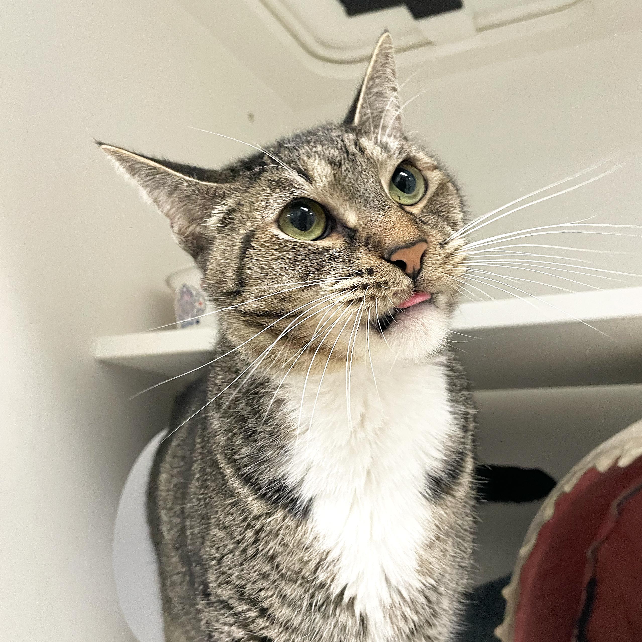 Cat for adoption Luke, a Domestic Short Hair in Walnut Creek, CA