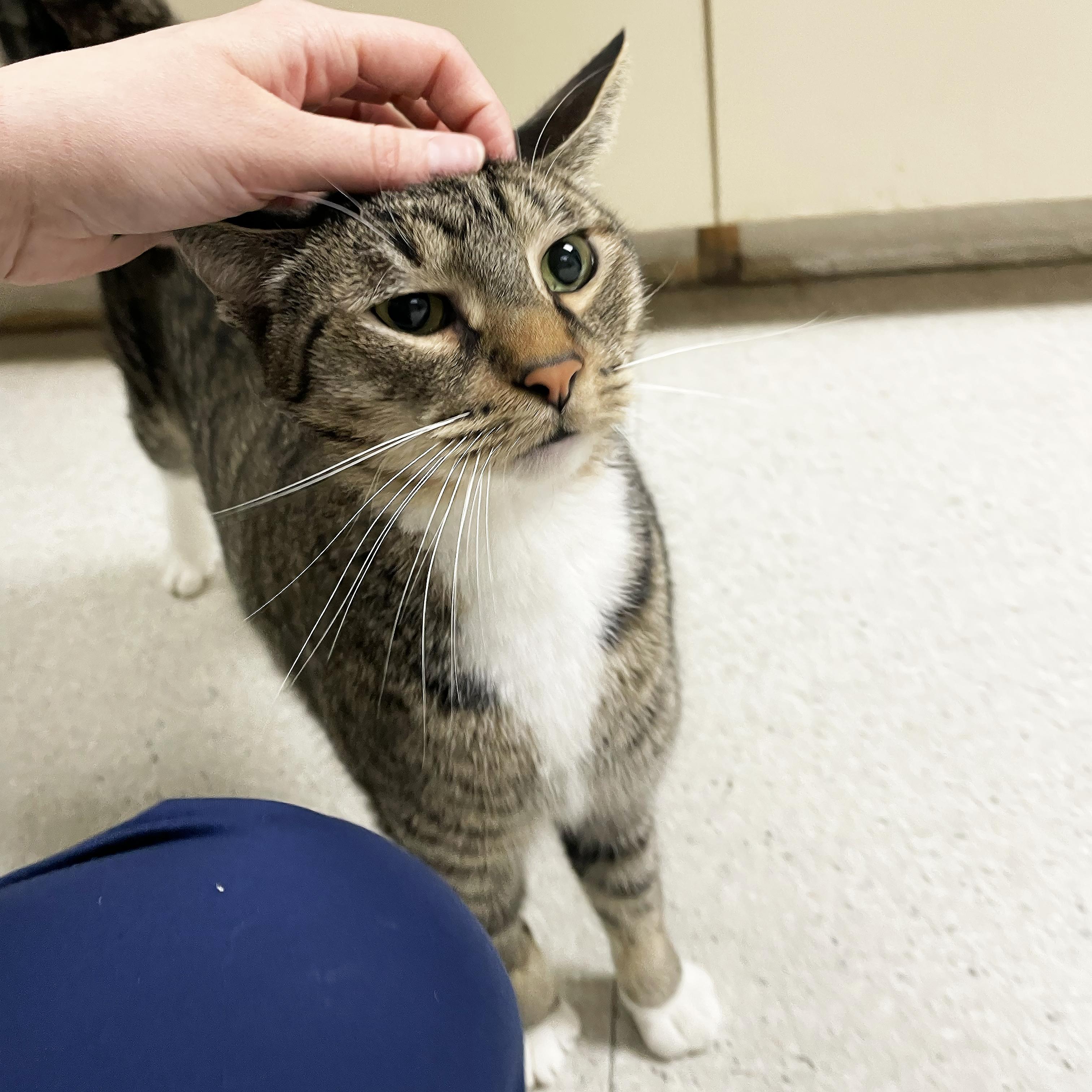 Cat for adoption Luke, a Domestic Short Hair in Walnut Creek, CA
