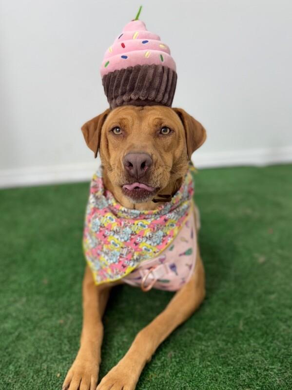 Vizslas for Adoption in Norris Canyon, California | Petfinder