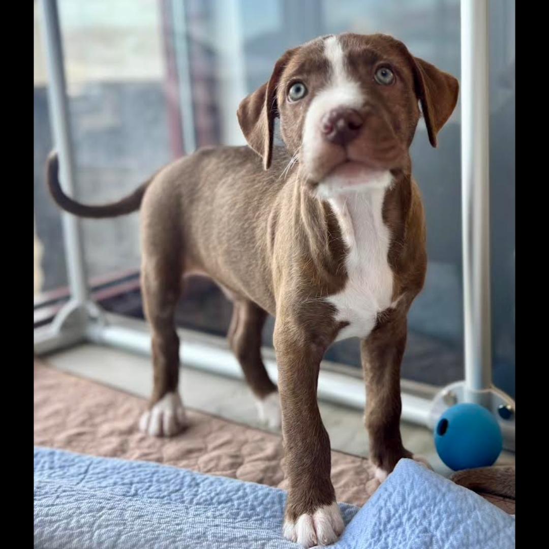 Donny, ADOPTABLE, Puppy Male American Staffordshire Terrier.