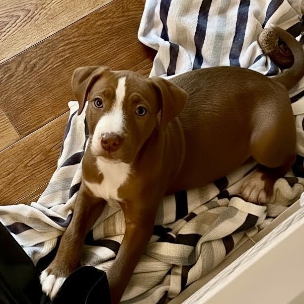 Donny, a ADOPTABLE mixed breed in Midlothian, VA image 4/6