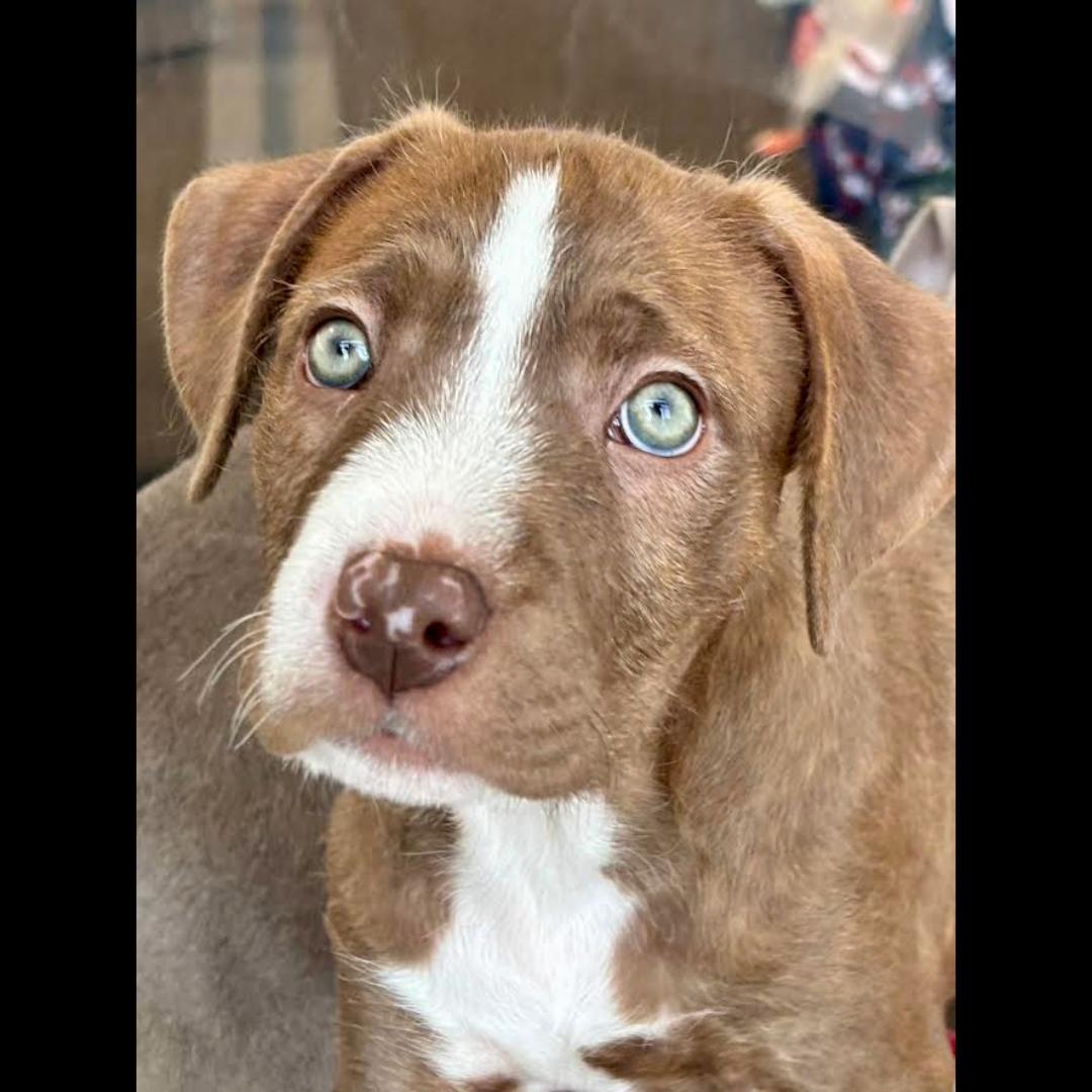 Donny, a ADOPTABLE mixed breed in Midlothian, VA image 2/6