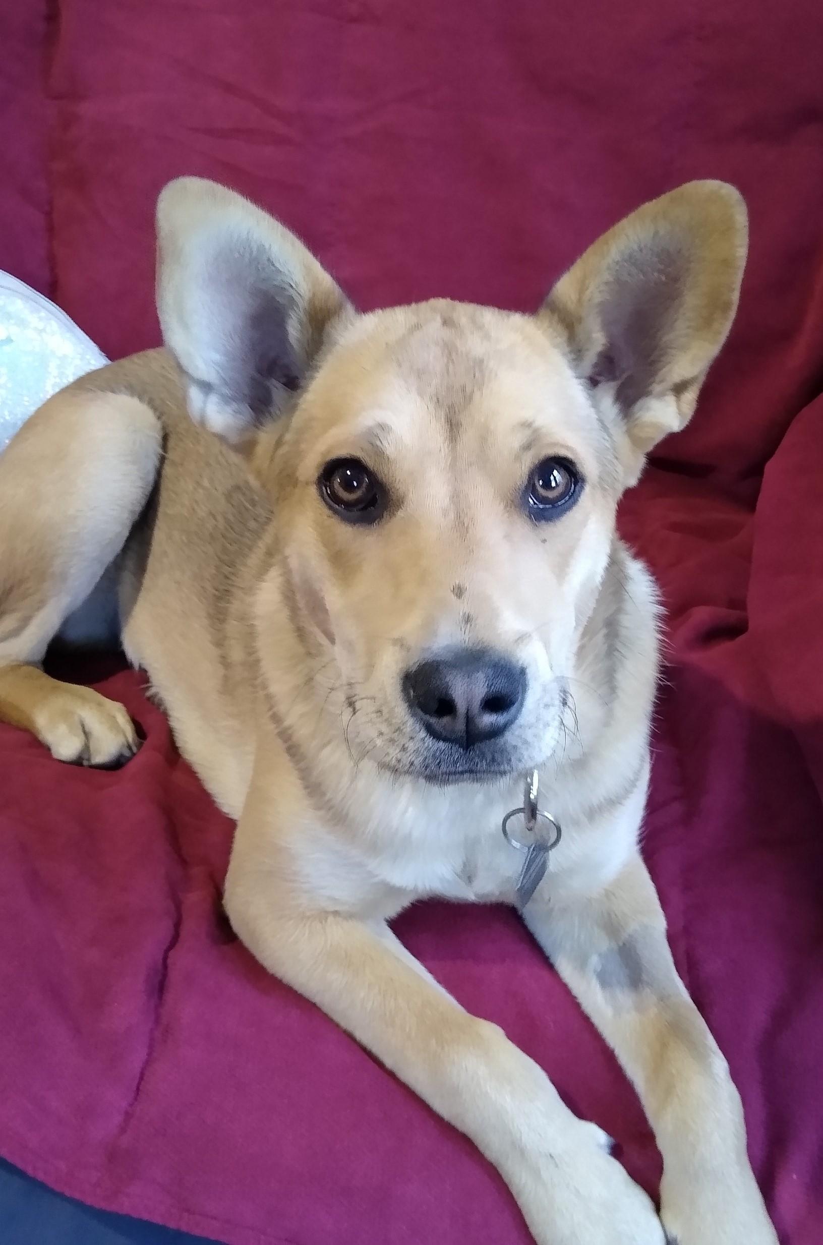 Enlarge Letty, a Adopted mixed breed in Mountain Lake, MN image 1/6