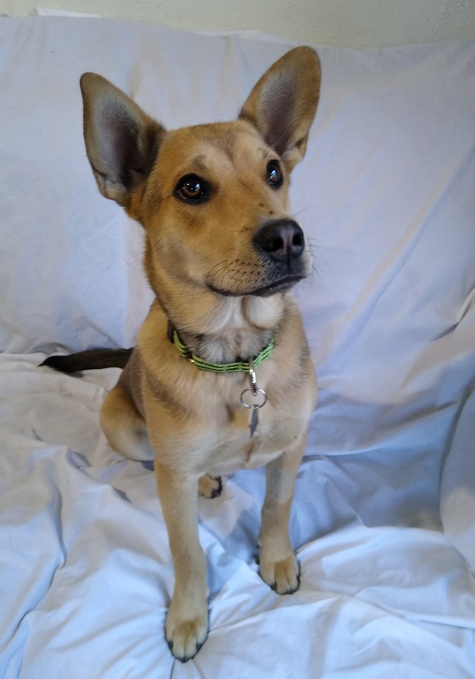 Enlarge Letty, a Adopted mixed breed in Mountain Lake, MN image 3/6