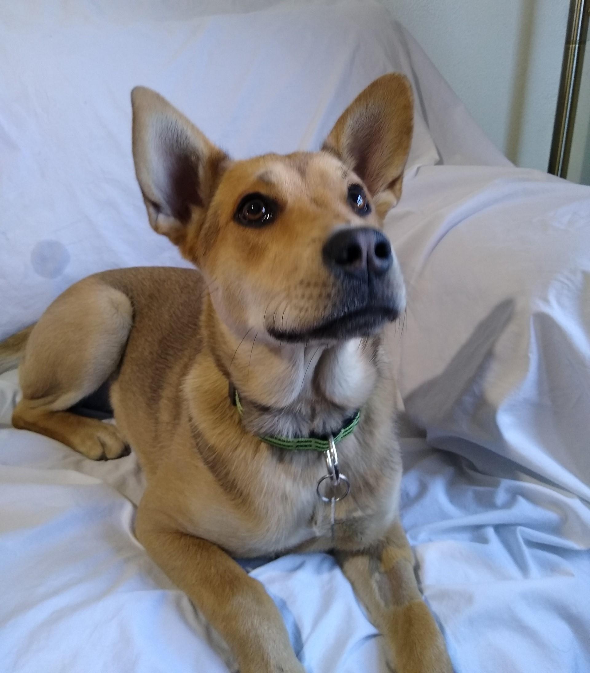 Letty, Adopted, Puppy Female Shepherd & Cattle Dog.
