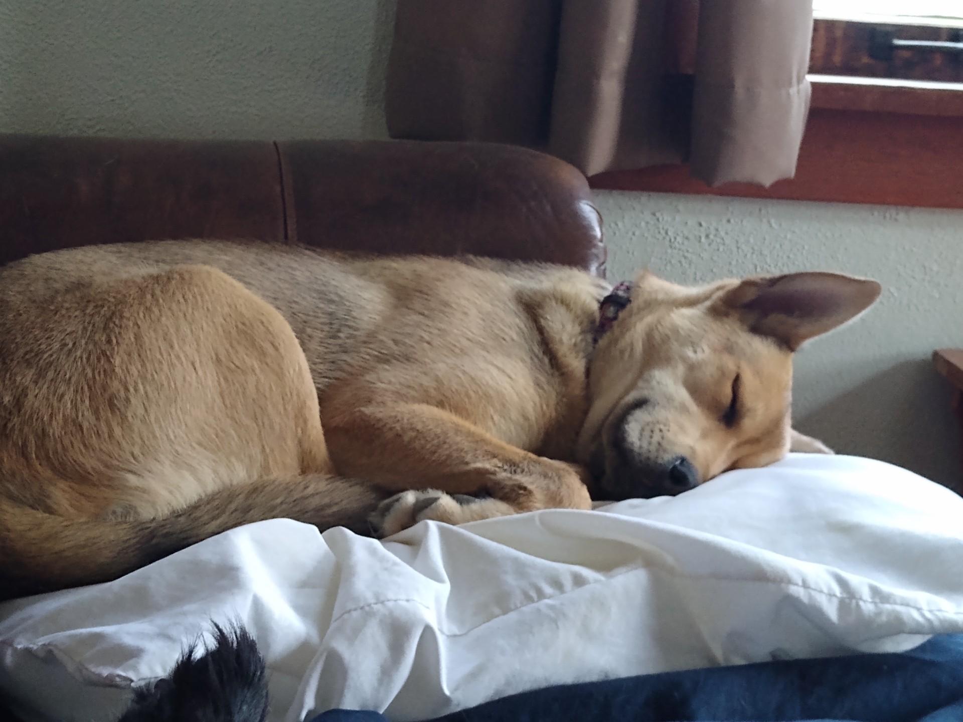 Enlarge Letty, a Adopted mixed breed in Mountain Lake, MN image 5/6