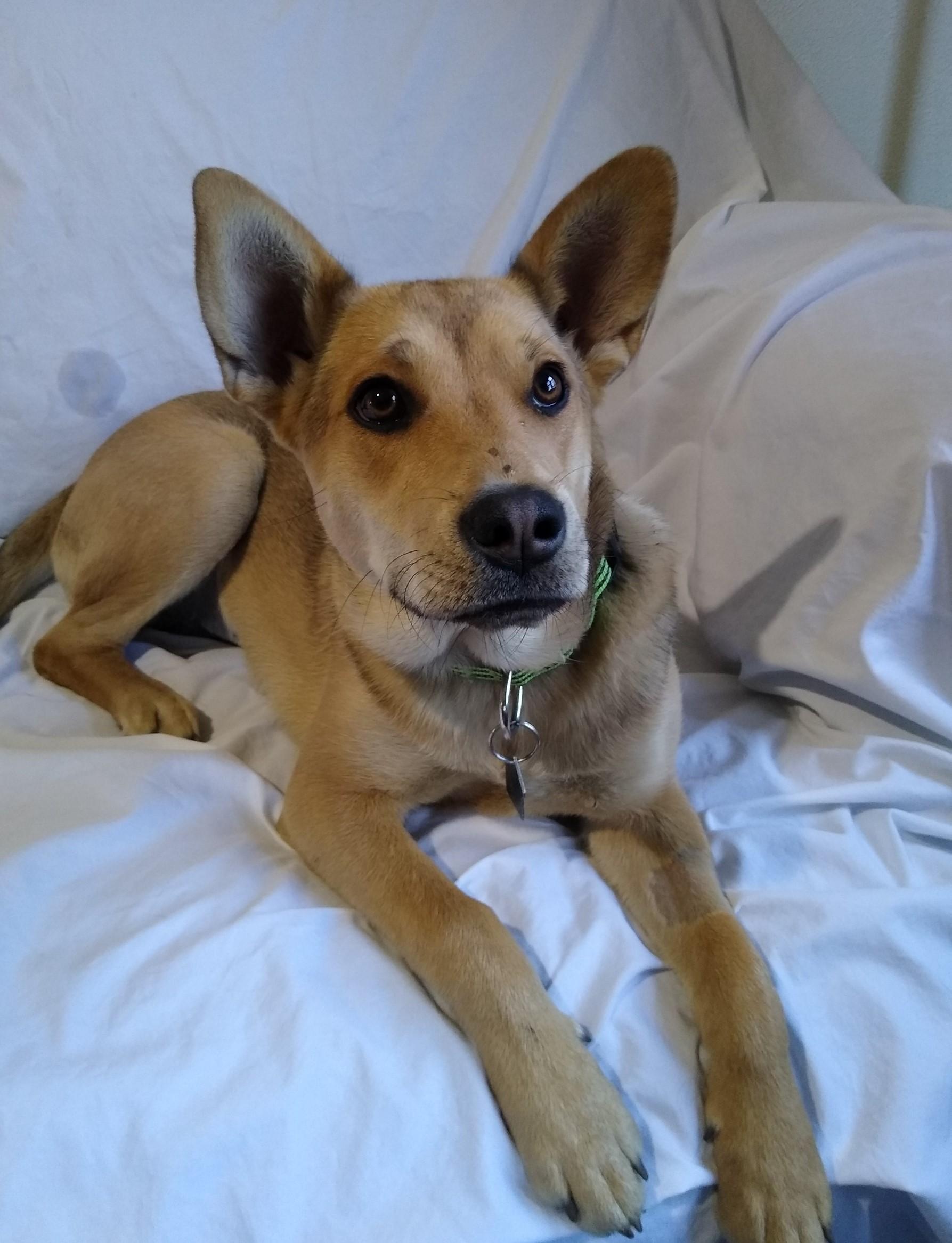 Enlarge Letty, a Adopted mixed breed in Mountain Lake, MN image 6/6