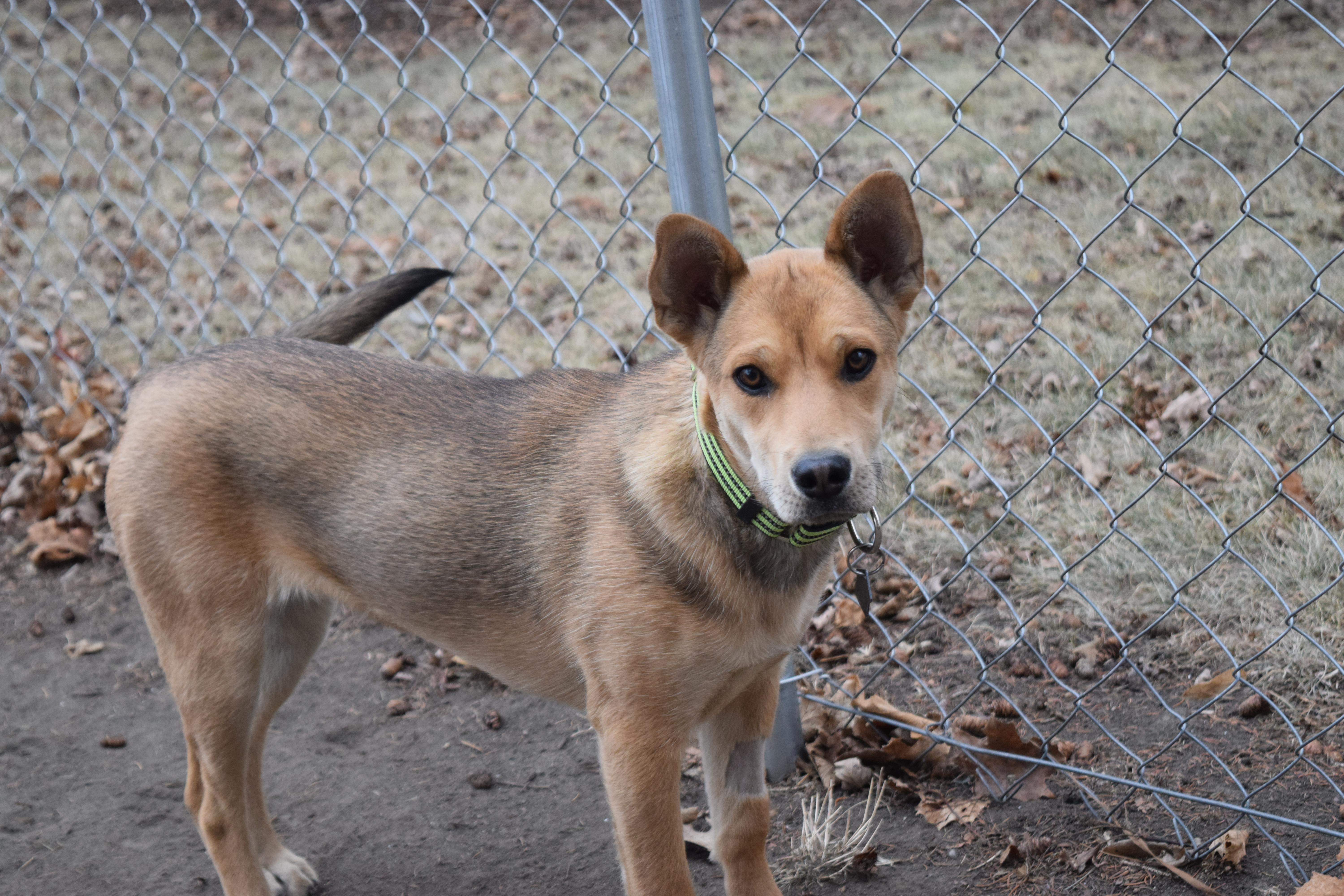 Enlarge Letty, a Adopted mixed breed in Mountain Lake, MN image 4/6