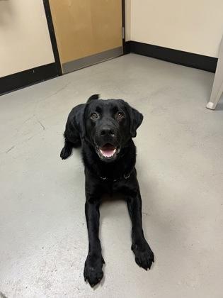 Enlarge Skip, an adopted mixed breed in Bellingham, WA image 2/2