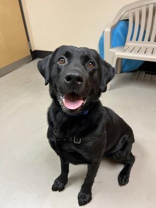 Enlarge Skip, an adopted mixed breed in Bellingham, WA image 1/2