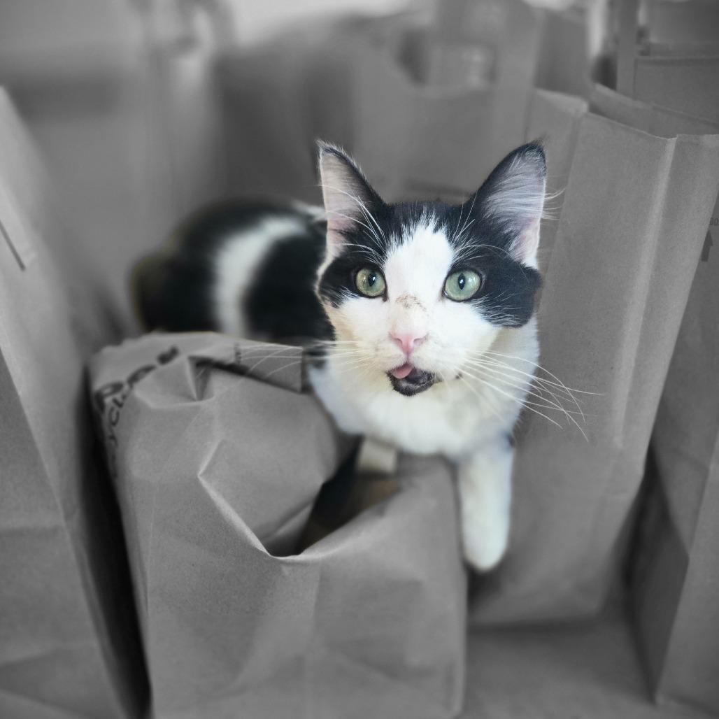 Enlarge Gremlin, a Adoptable Domestic Medium Hair in Asheville, NC image 2/5