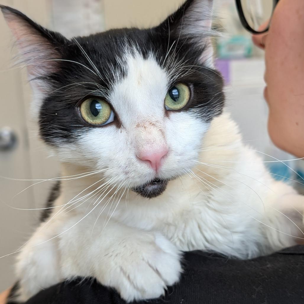 Enlarge Gremlin, a Adoptable Domestic Medium Hair in Asheville, NC image 3/5