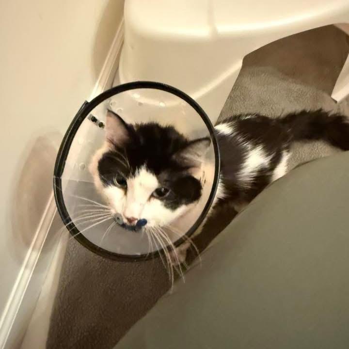 Enlarge Gremlin, a Adoptable Domestic Medium Hair in Asheville, NC image 4/5