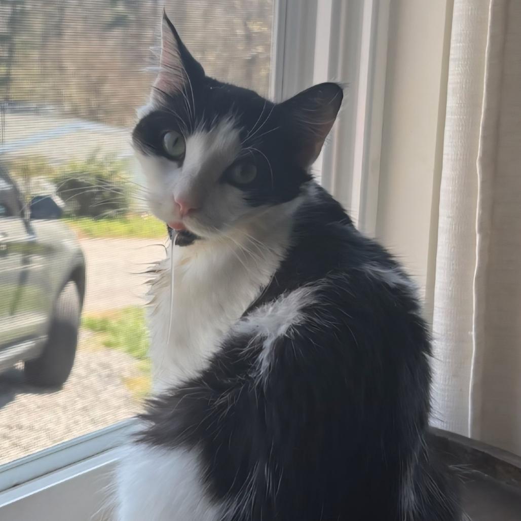 Enlarge Gremlin, a Adoptable Domestic Medium Hair in Asheville, NC image 5/5