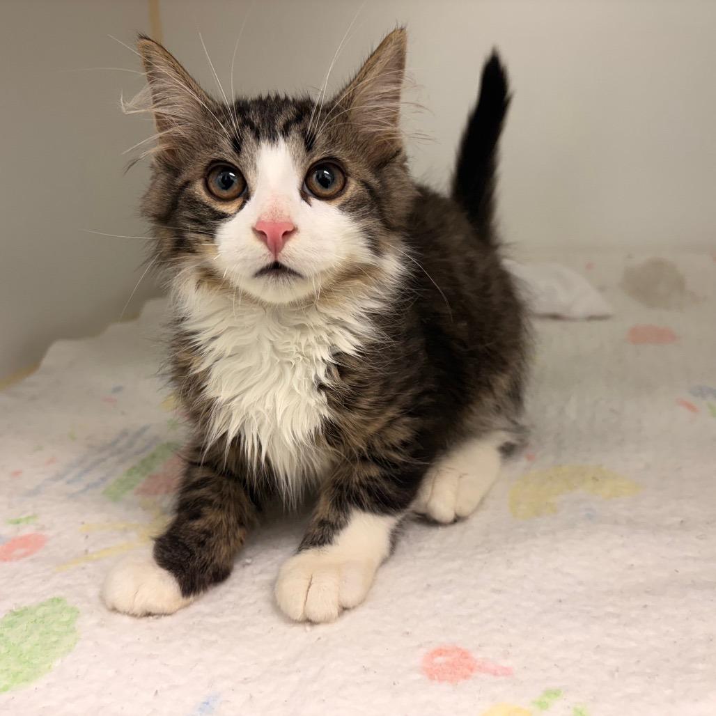 Mischief, Adoptable, Kitten Male Domestic Medium Hair.
