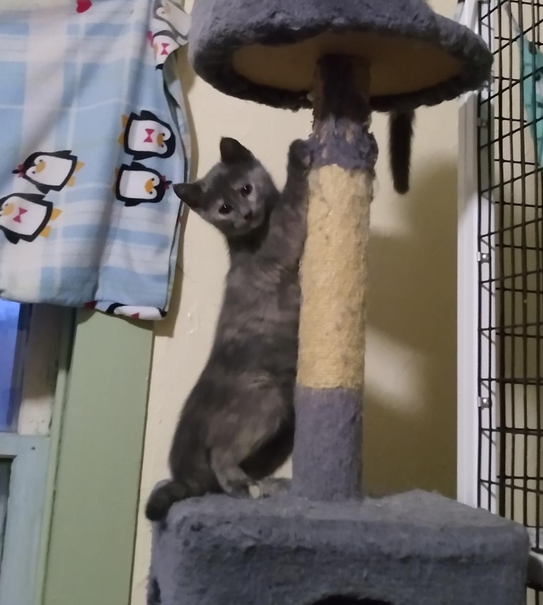 AshFur, Adoptable, Young Female Domestic Short Hair.