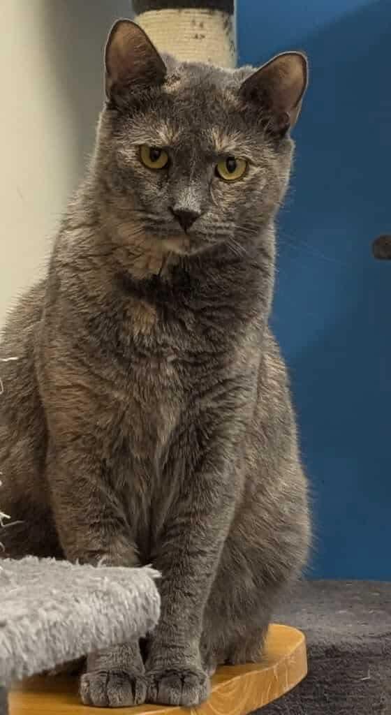 AshFur, a Adoptable Domestic Short Hair in Rochester, NY image 2/5