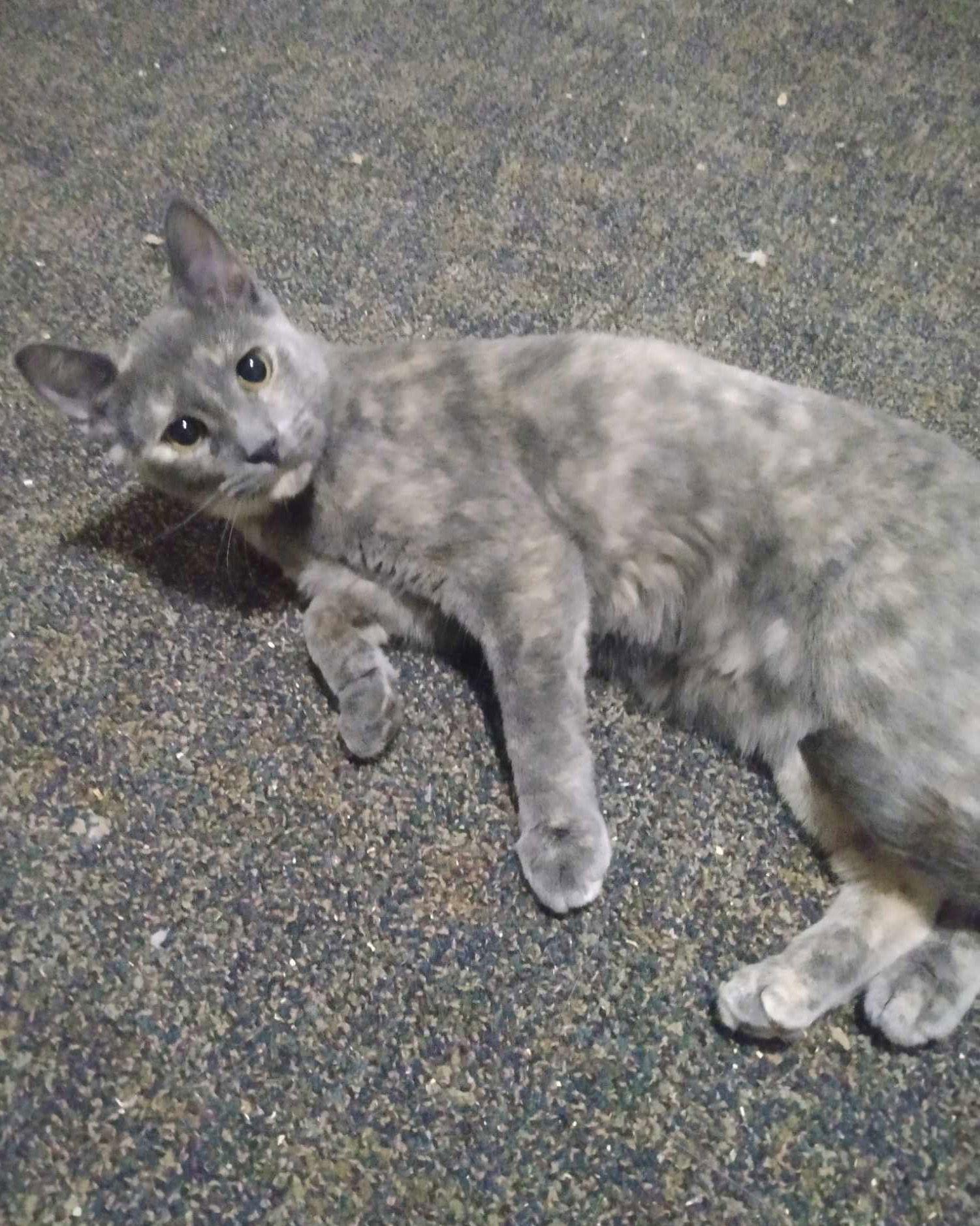 AshFur, a Adoptable Domestic Short Hair in Rochester, NY image 3/5