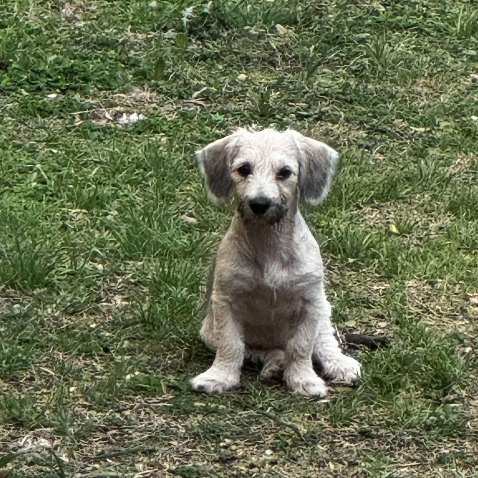 Athena, adopted, Puppy Female Terrier.