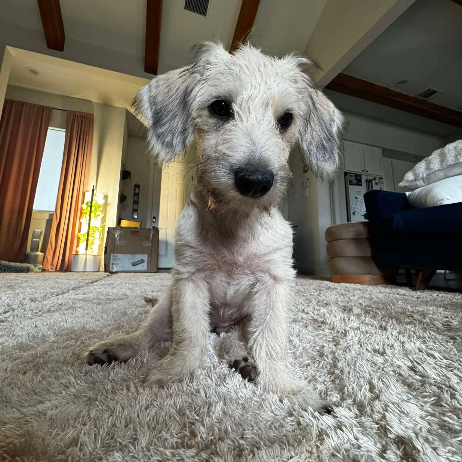 Enlarge Athena, an adopted mixed breed in East Hartford, CT image 3/6