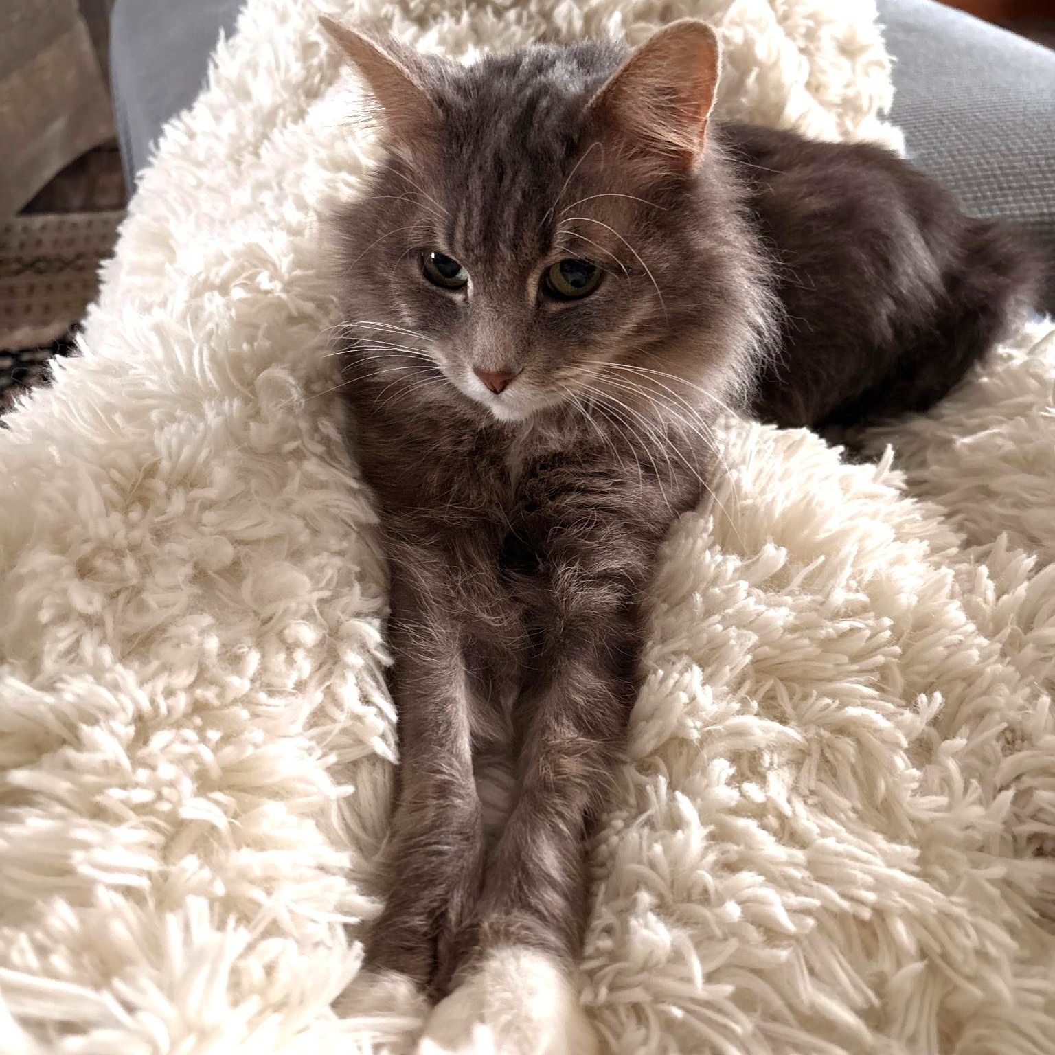 Biscuit, an adopted Domestic Long Hair in Wilmington, OH image 1/2
