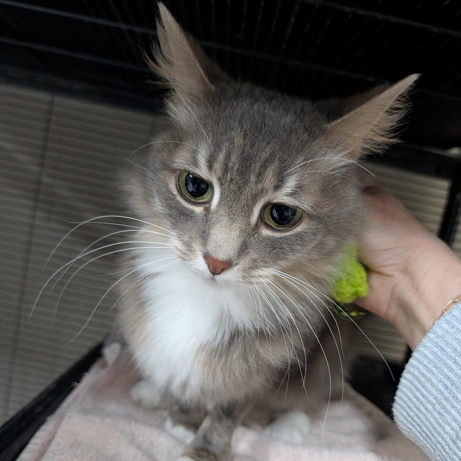 Biscuit, an adopted Domestic Long Hair in Wilmington, OH image 2/2