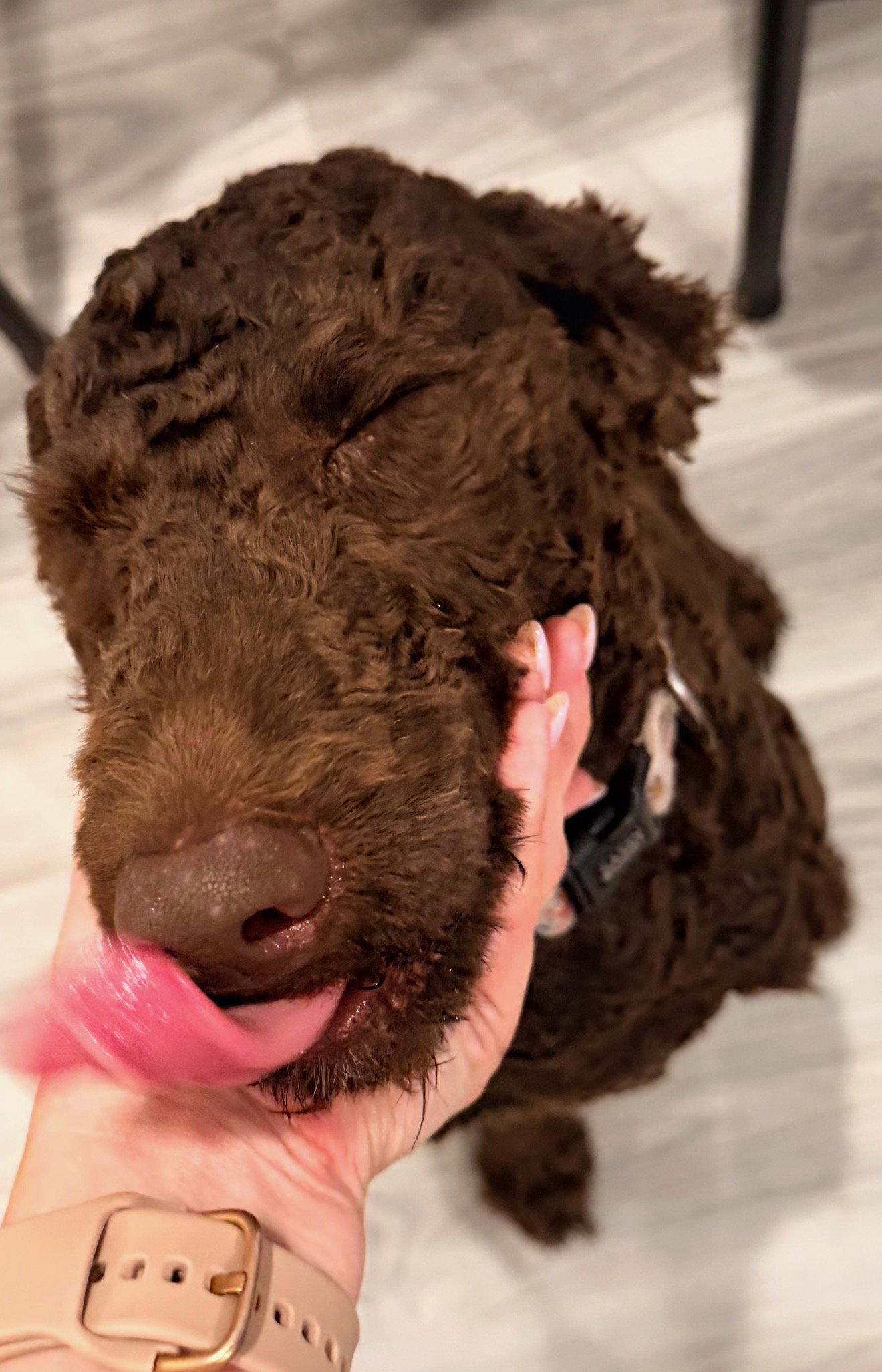 Roxi, Adopted, Young Female Standard Poodle.