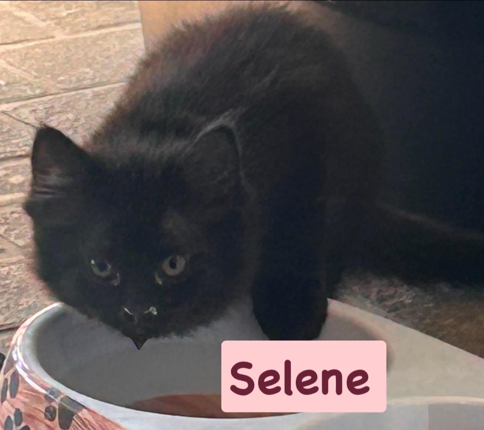Enlarge Selene, a Adoptable Domestic Medium Hair in Gerrardstown, WV image 1/2