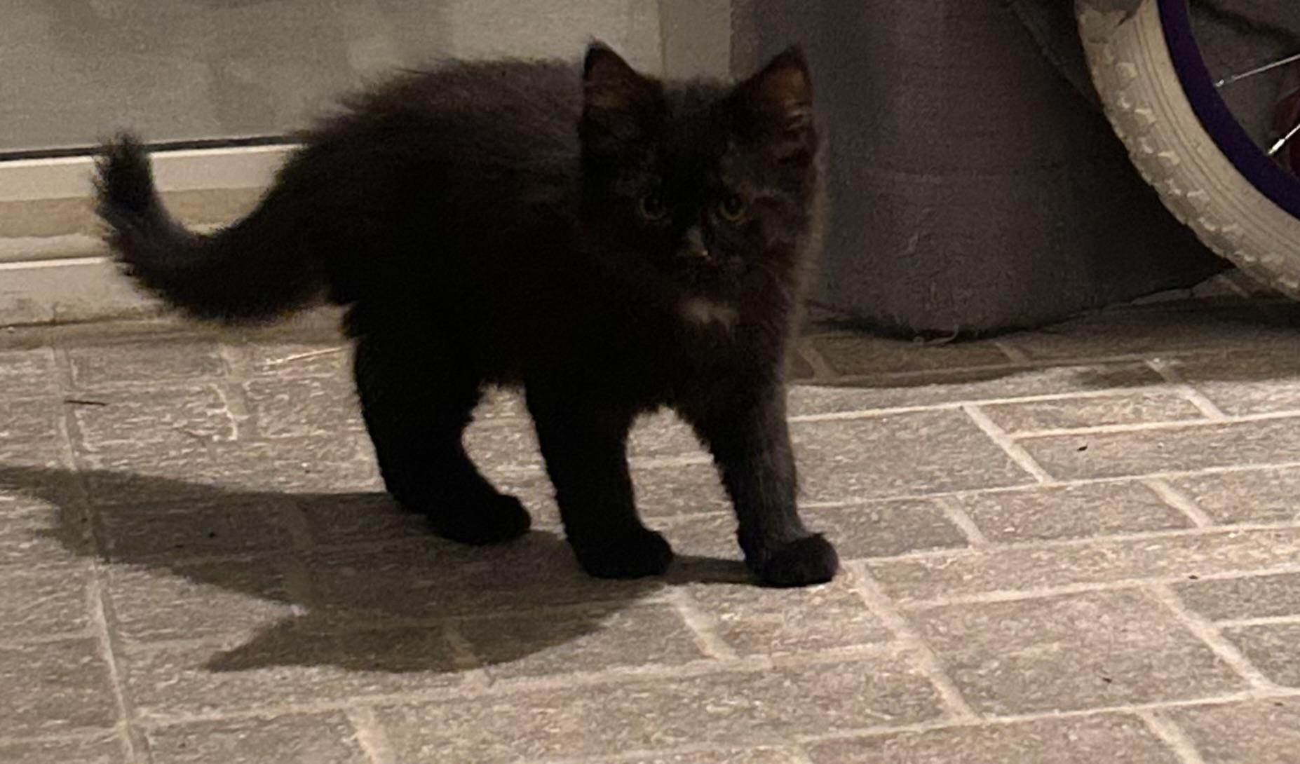 Enlarge Selene, a Adoptable Domestic Medium Hair in Gerrardstown, WV image 2/2